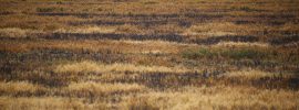 economic consequences of a trade war would fall disproportionately on American agriculture